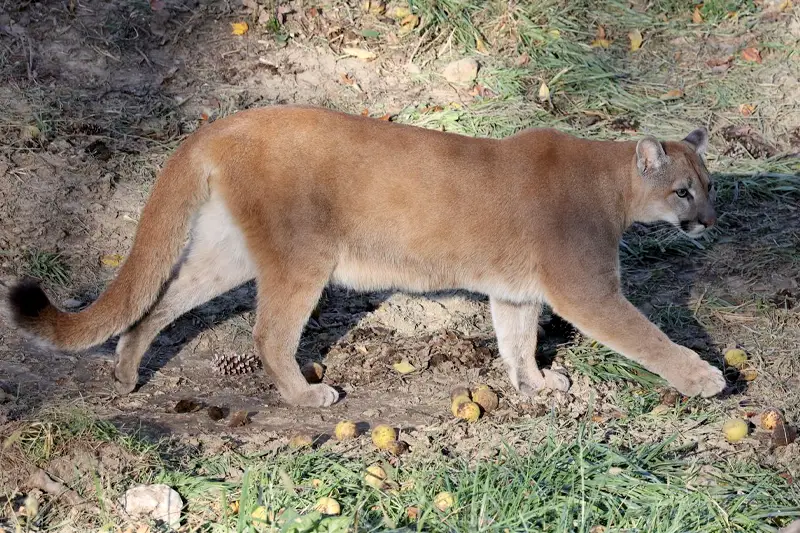 Cougar