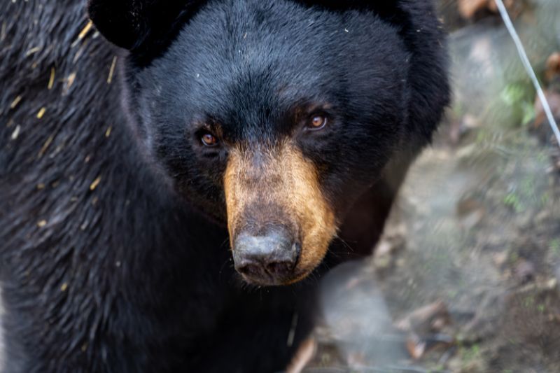 Black Bear