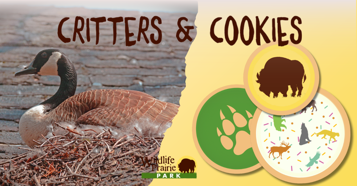 Critters & Cookies The Wild About Waterfowl