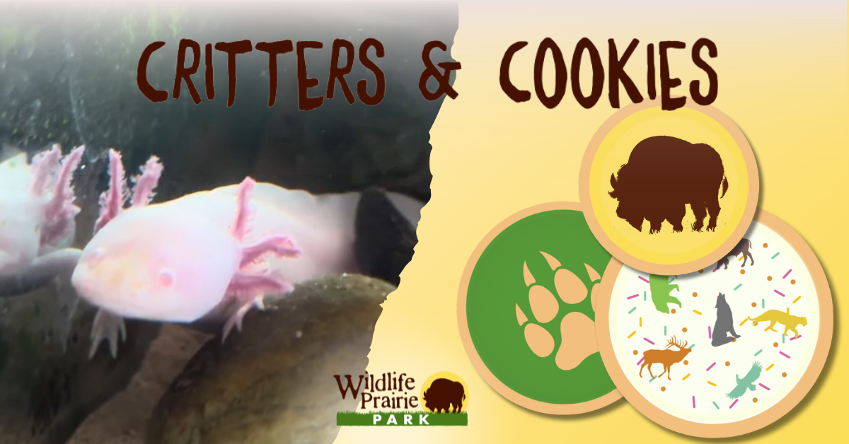 Critters & Cookies Don't Be Afraid to Ax-Alot'l Questions