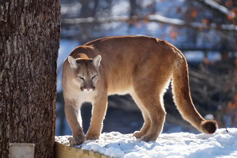 Cougar