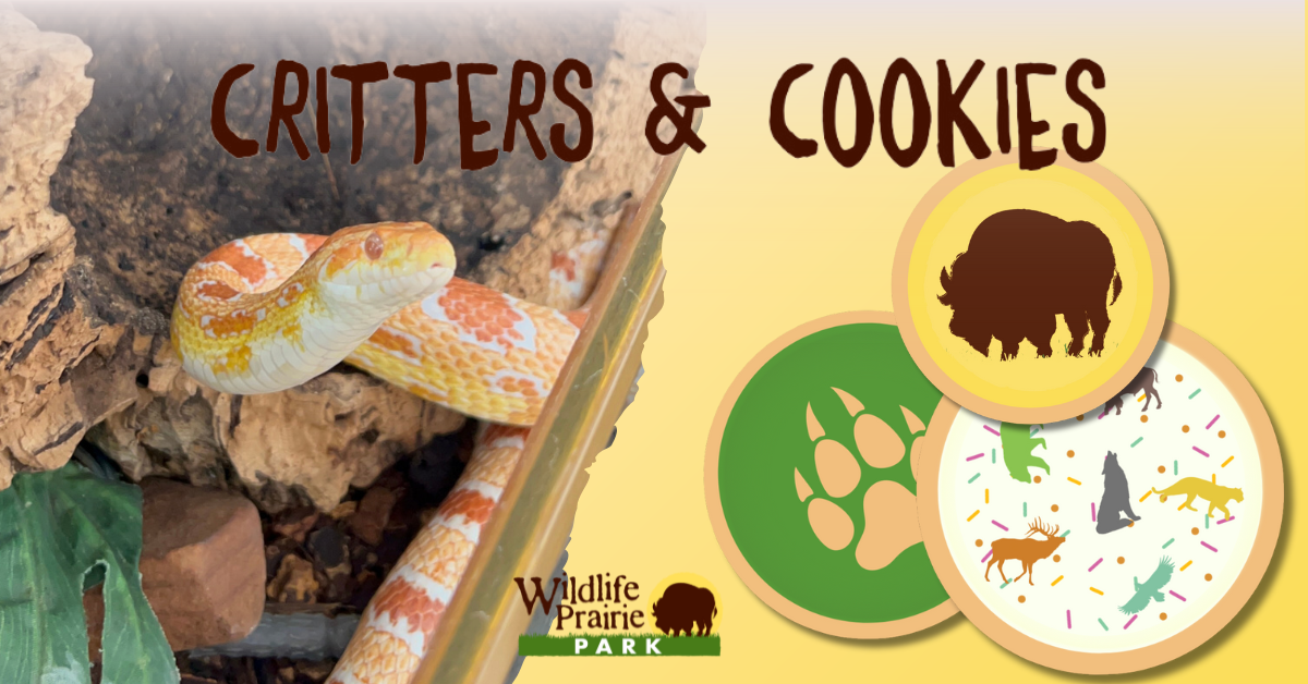 Critters & Cookies Shiny Scales, Terrific Tales