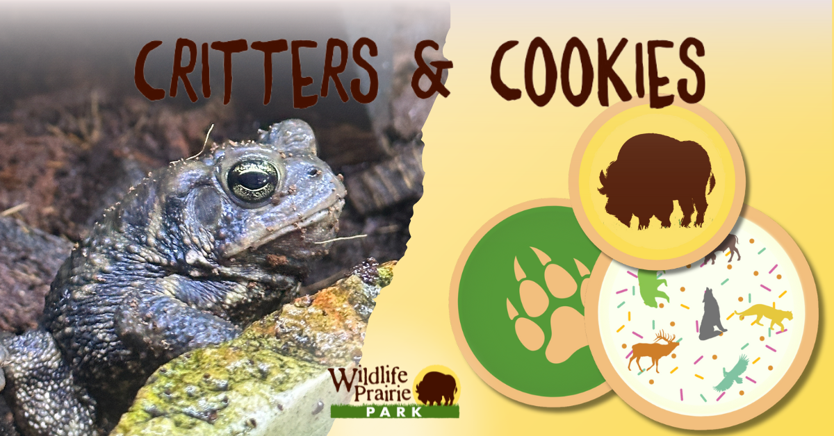 Critters & Cookies Toadall Recall