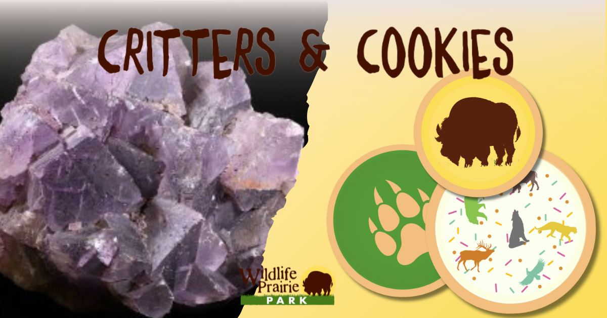 Critters & Cookies Geology Rocks! (1)