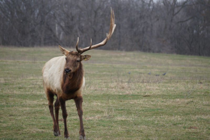 Elk