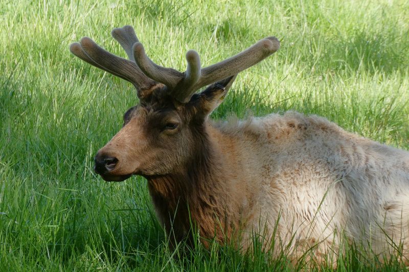 Elk