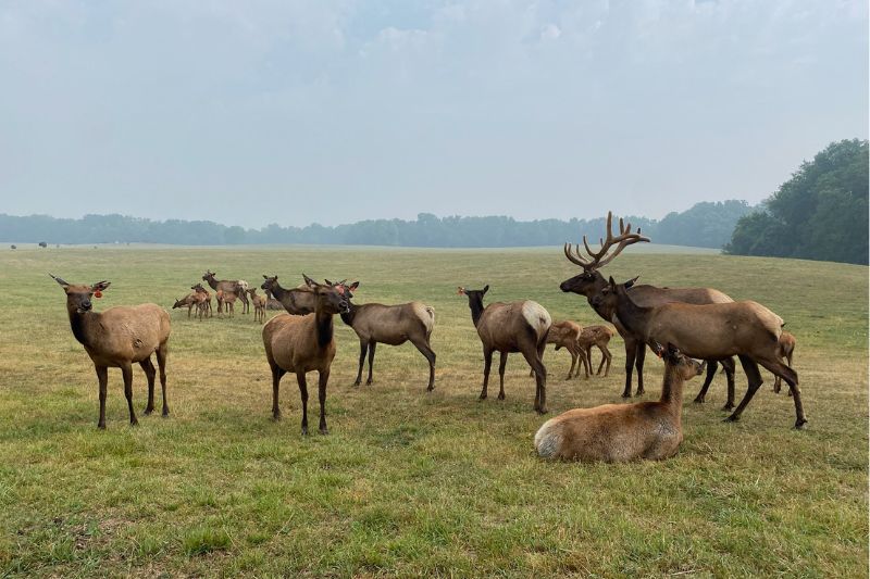 Elk