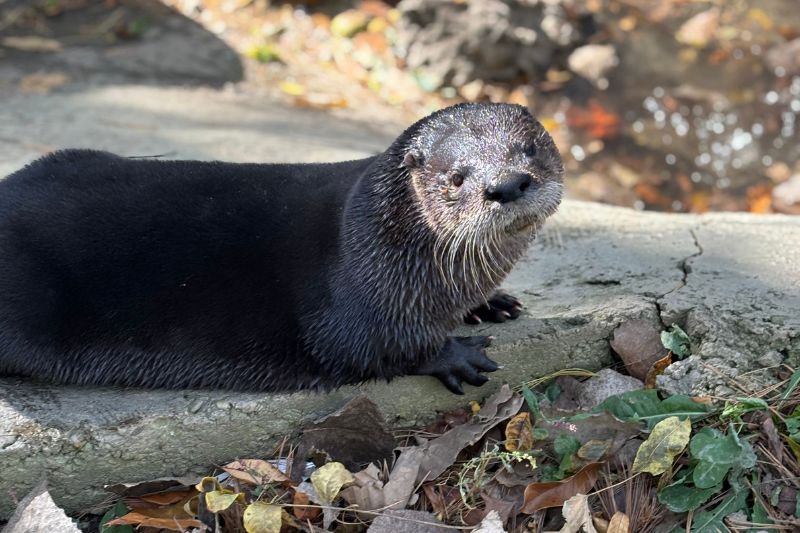 North American River Otters