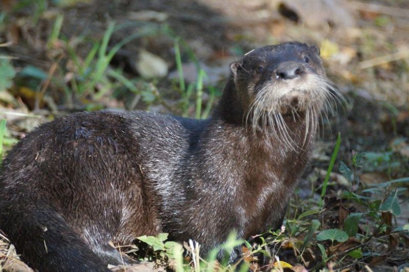 North American River Otter