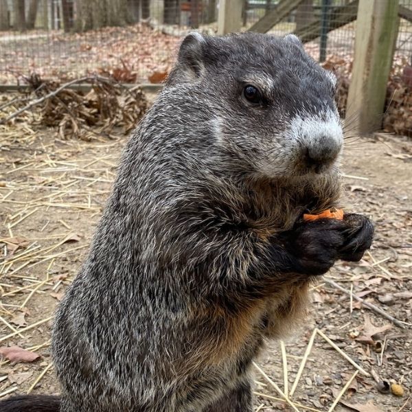 Groundhog