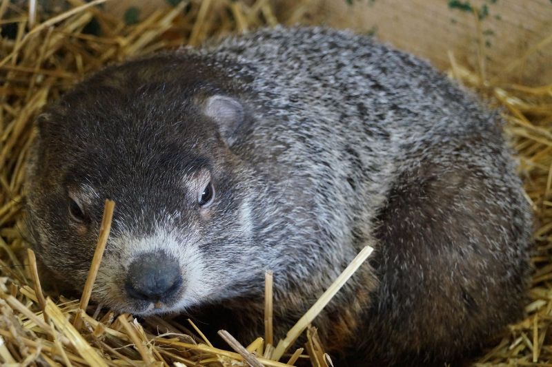Groundhog