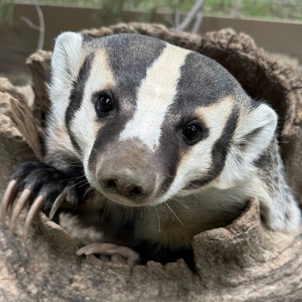 American Badger