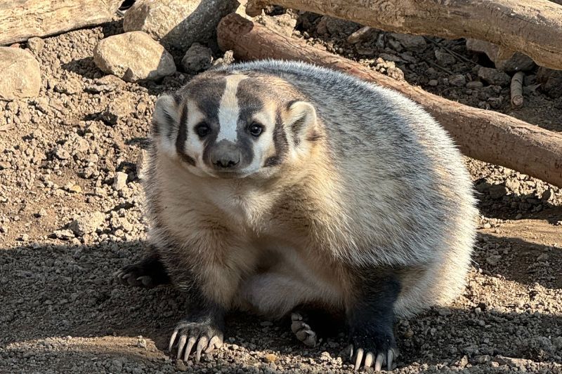 American Badgers