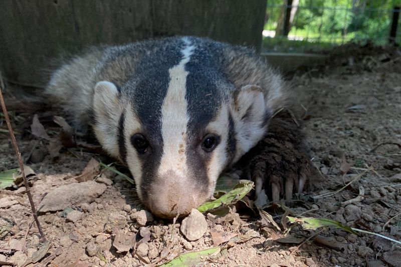 American Badger