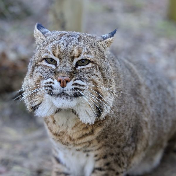 Bobcat