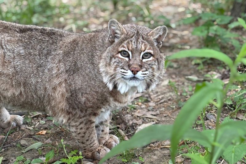 Bobcats