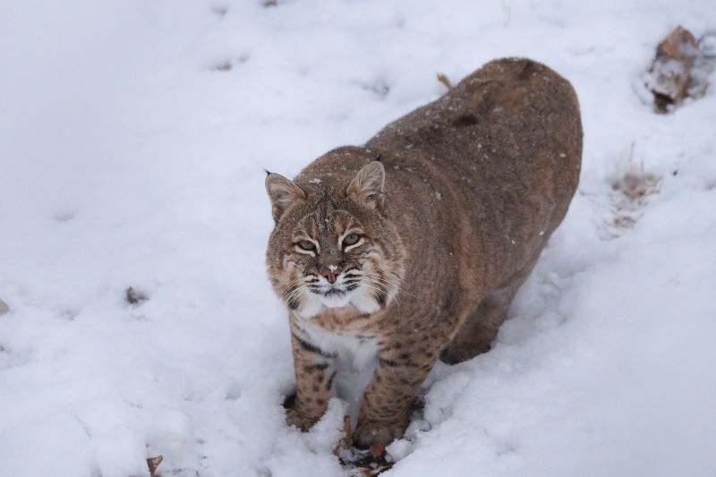 Bobcat