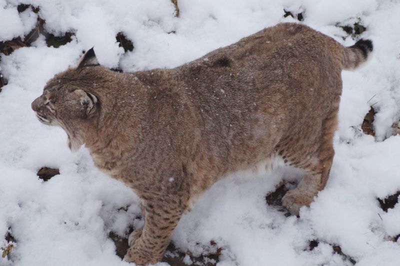 Bobcat