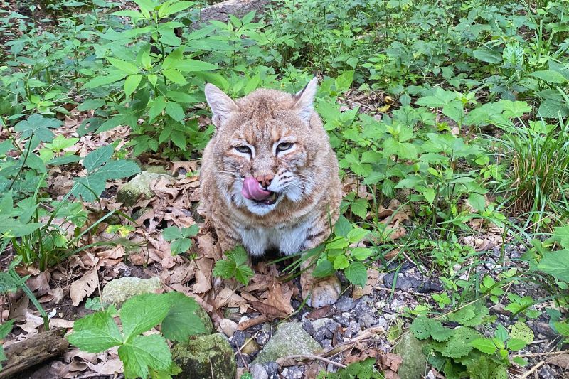 Bobcat