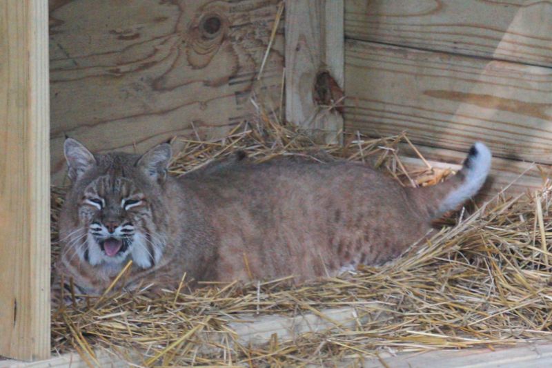 Bobcat