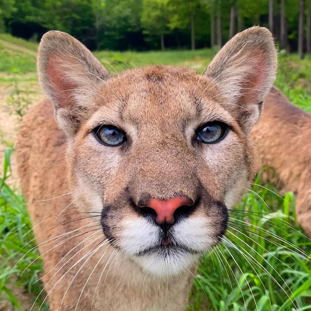 Cougar