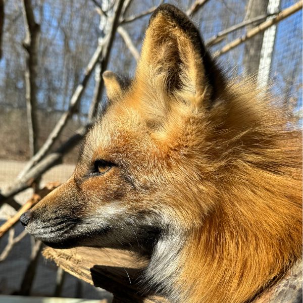 Red Fox