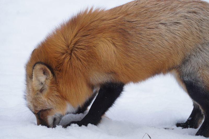 Red Fox
