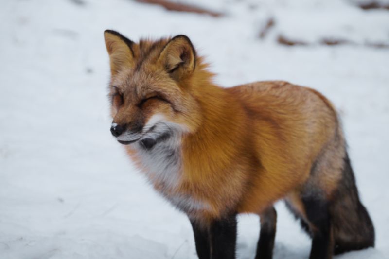 Red Fox