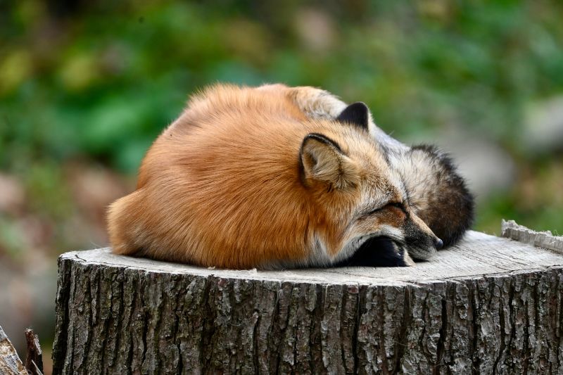 Red Fox