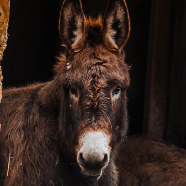 Donkey