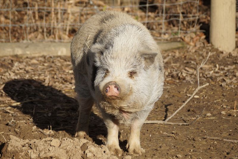 Domestic Pig