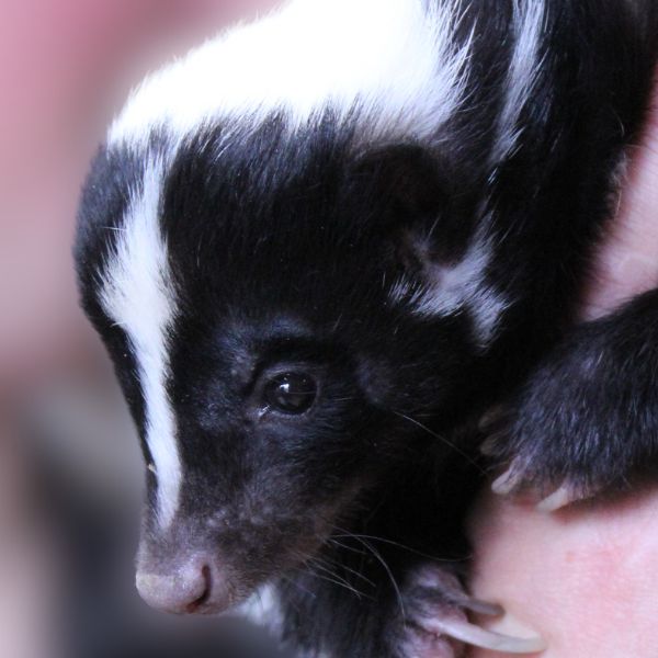 Striped Skunk