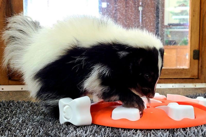 Striped Skunks