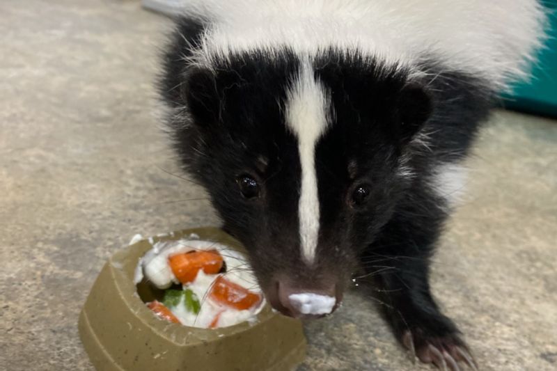 Striped Skunk