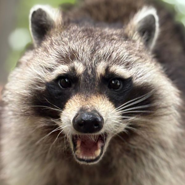 Raccoon