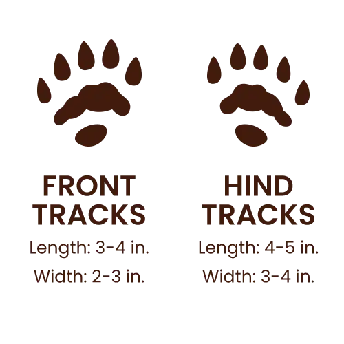 North American River Otter footprints