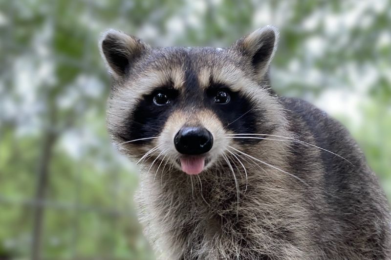 Raccoons