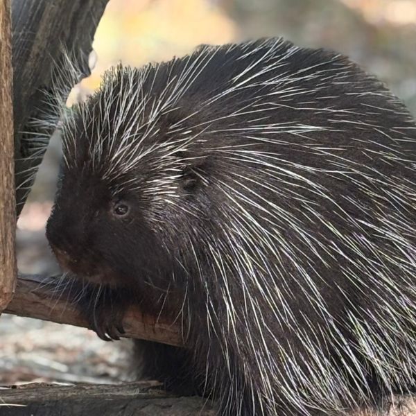 North American Porcupine