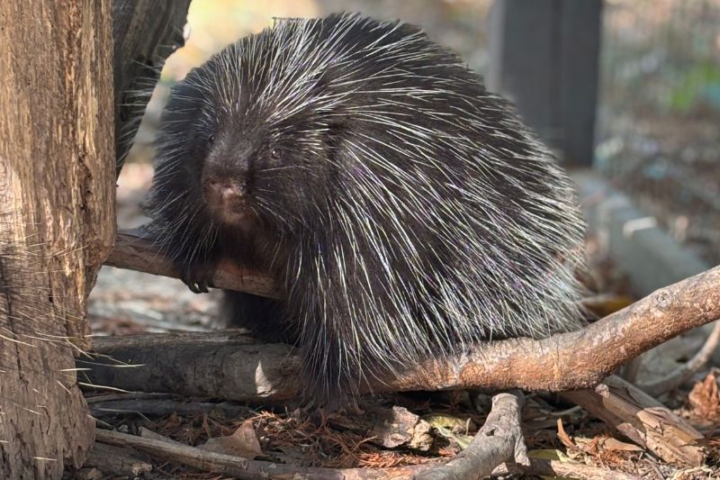 North American Porcupines