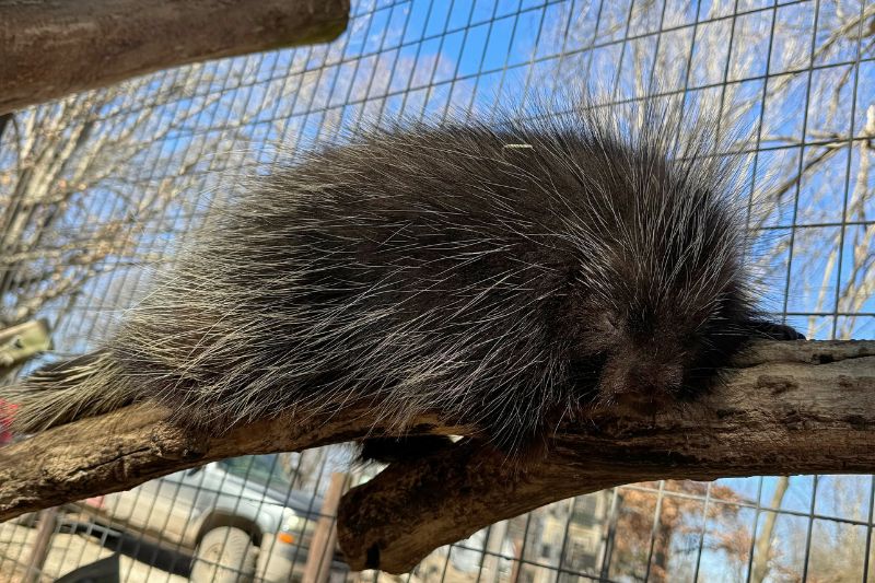North American Porcupine