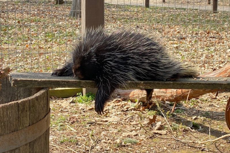 North American Porcupine