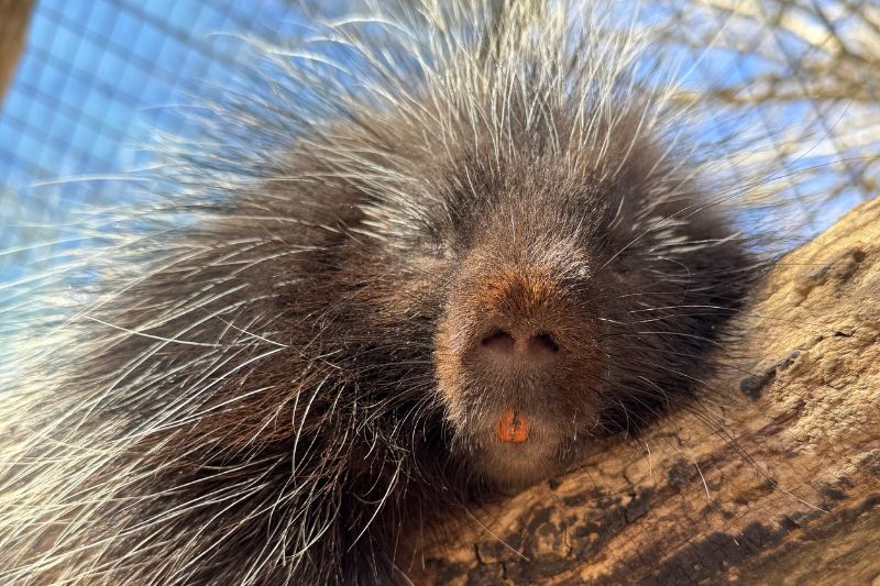North American Porcupine
