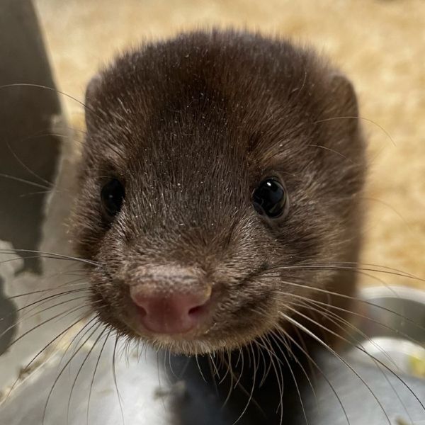 American Mink