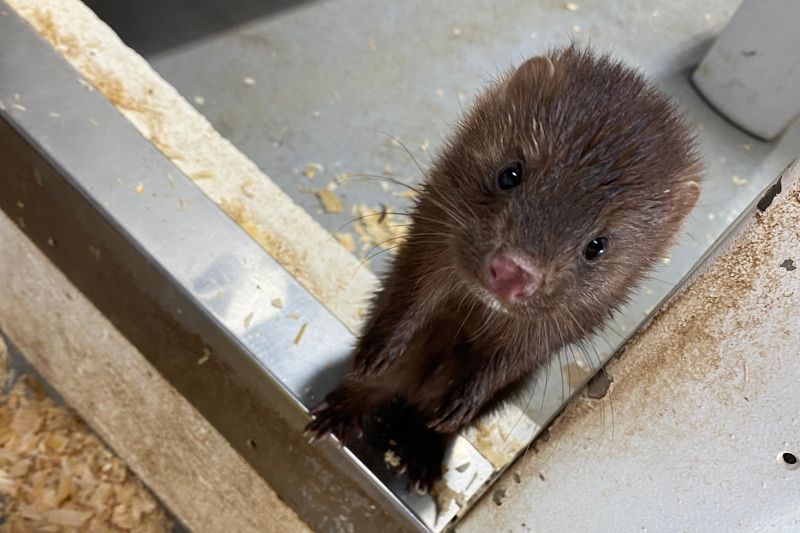 American Mink