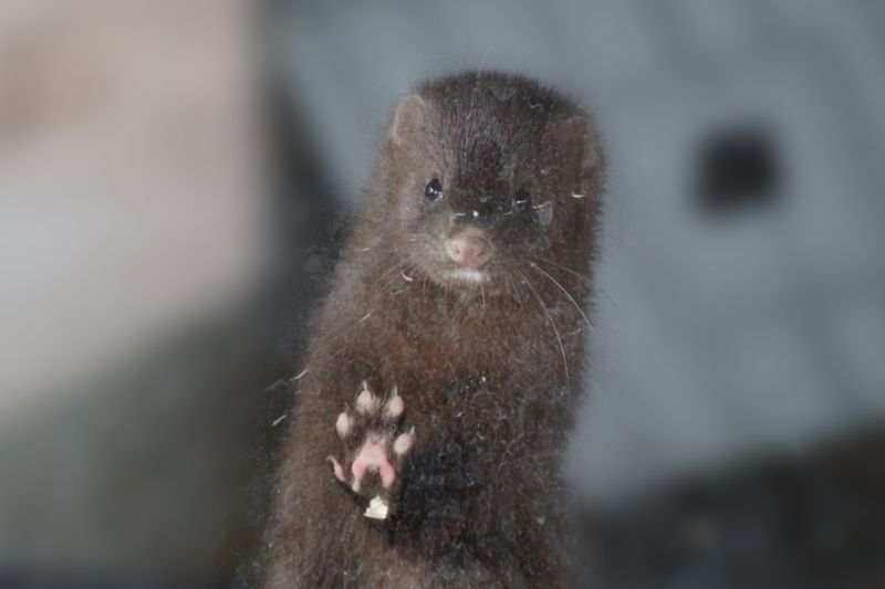 American Mink