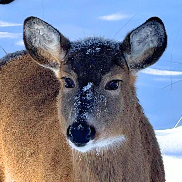 White-Tailed Deer
