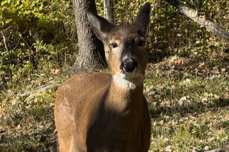 White-Tailed Deer