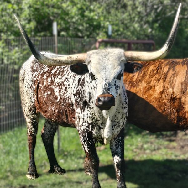 Texas Longhorns