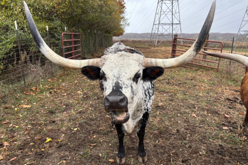 Texas Longhorns