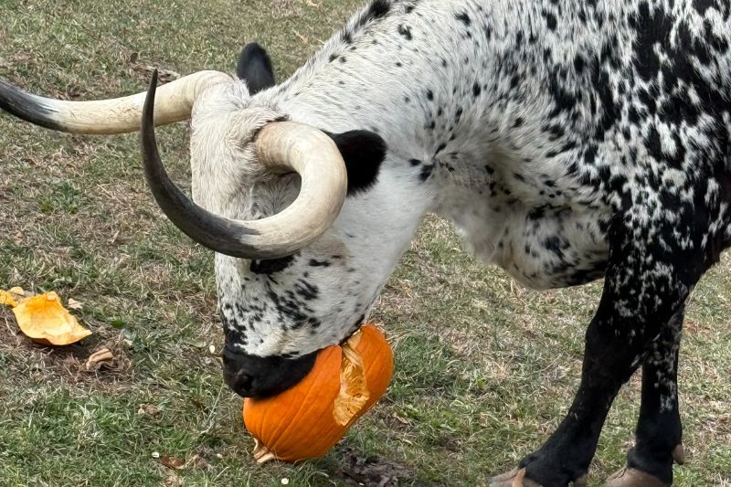 Texas Longhorns